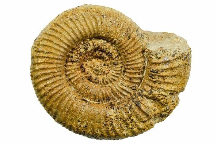 Jurassic Ammonite (Perisphinctes) Fossil - France #363640